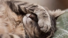 Как котката изпитва смъртта на котките?